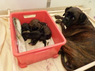 Chiots